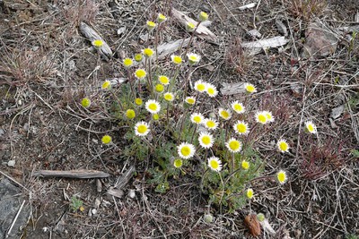 Cut Leaved Daisy