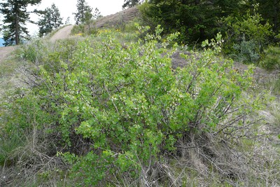 Wax Currant