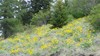 Arrow-leaved Balsamroot