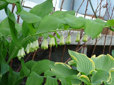 Giant Solomon's Seal