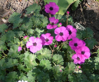 Dwarf Geranium