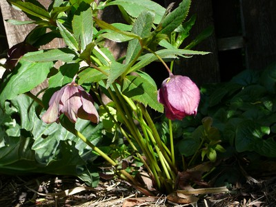 Lenten Rose (Hellebore)