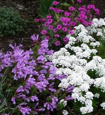 Dwarf Perennial Candytuft