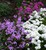 Dwarf Perennial Candytuft thumbnail