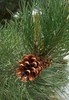 Ponderosa Pine