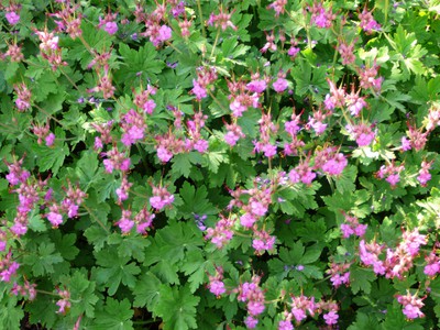 Bigroot Cranesbill