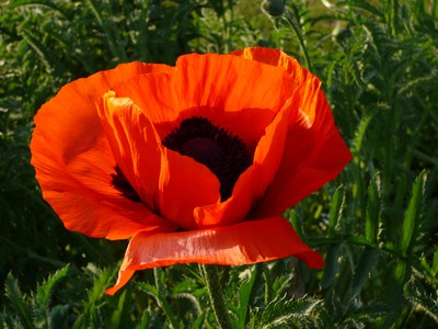 Oriental Poppy