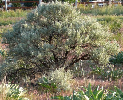 Big Sagebrush