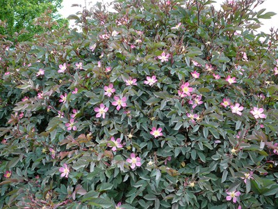 Red Leaf Rose