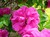 Hansa Rugosa Rose thumbnail