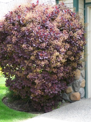 Royal Purple Smokebush