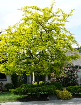 Thornless Honeylocust