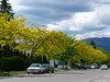 Thornless Honeylocust