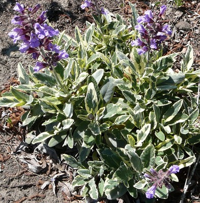 Garden Sage (herb)