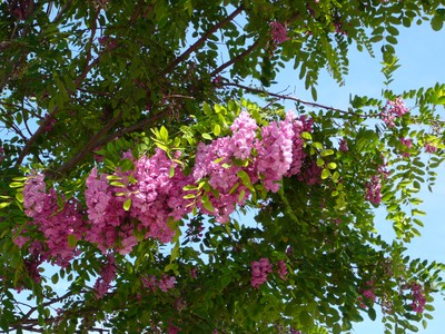 Purple Robe Mexican Locust