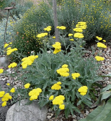 Moonshine Yarrow