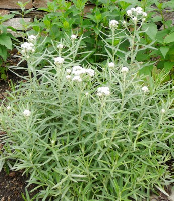 Pearly Everlasting