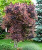 Royal Purple Smokebush