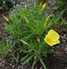 Missouri Evening Primrose