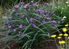 Concord Grape Spiderwort