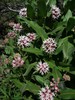 Showy Milkweed