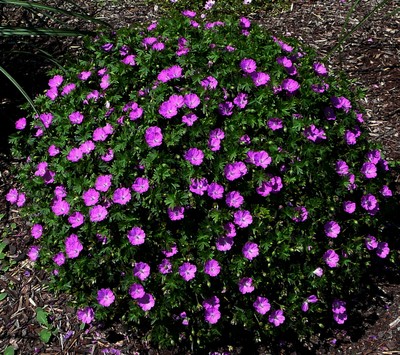 Bloody Cranesbill