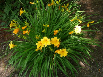 Stella d'Oro daylily