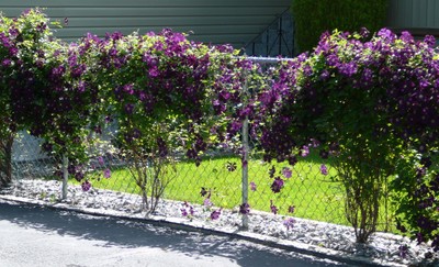 Jackmannii Clematis