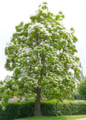 Catalpa