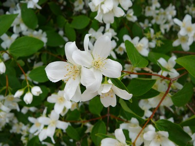 Mock Orange