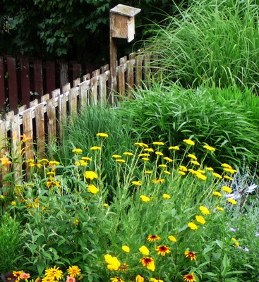 Gold Plate Yarrow