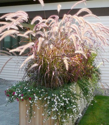 Purple Fountain Grass