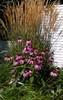 Purple Cone Flower