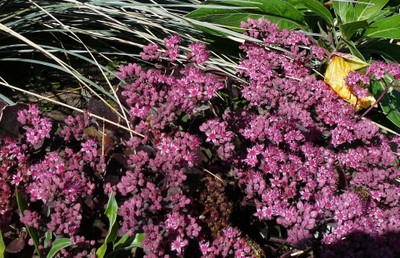 Bertram Anderson Stonecrop