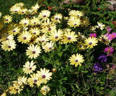 African Daisy, Cape Marigold