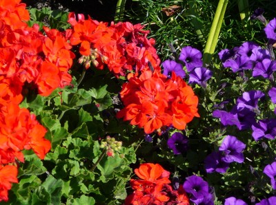 Geranium