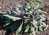 Garden Sage (herb)