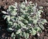 Garden Sage (herb)