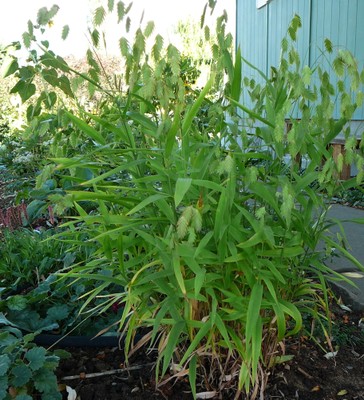 Northern Sea Oats