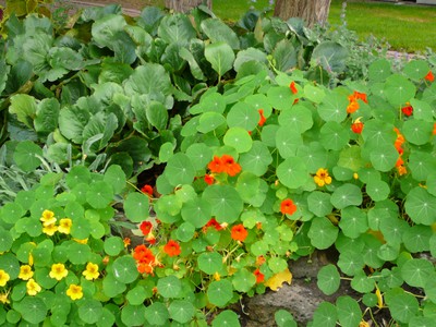 Nasturtium