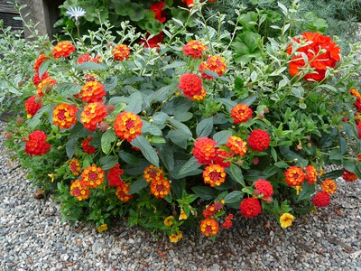 Lantana