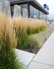  Feather Reed Grass