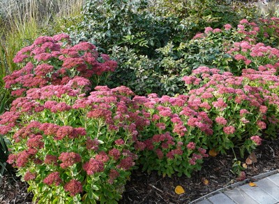 Autumn Joy Stonecrop