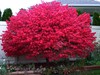 Dwarf Burning Bush