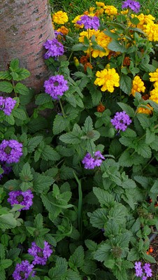 Verbena