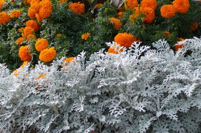 Dusty Miller