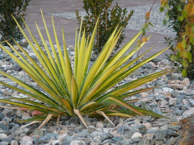 Golden Sword Yucca