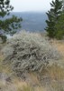 Big Sagebrush