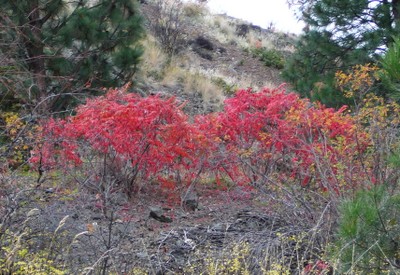 Smooth Sumac