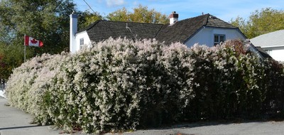 Silver Lace Vine